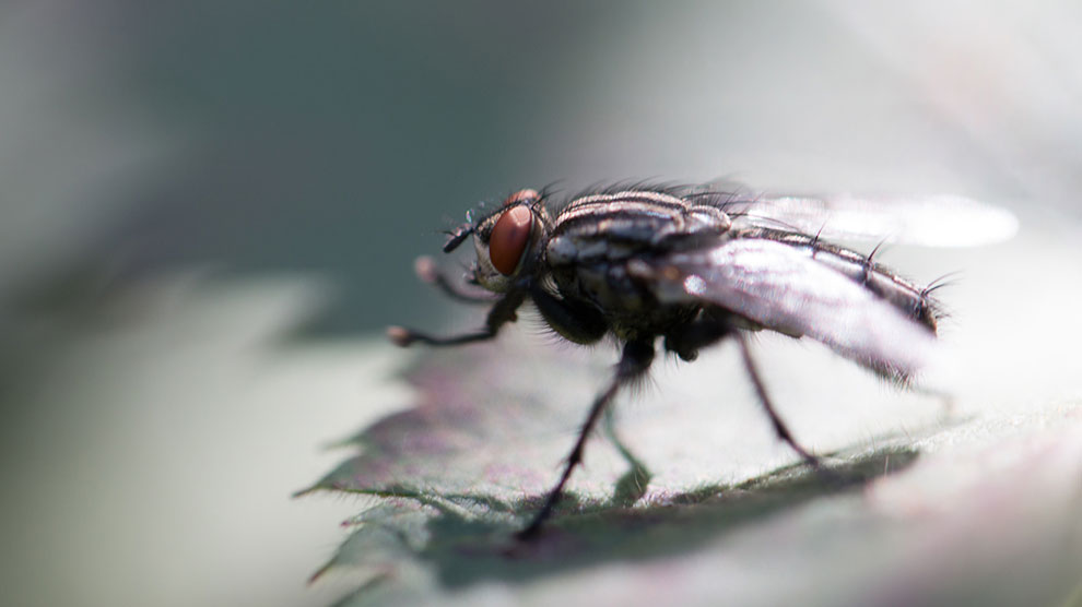 Las moscas mantienen el equilibrio ecológico de la Tierra