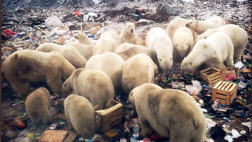 Osos Polares invaden una ciudad de Rusia | UNAM Global