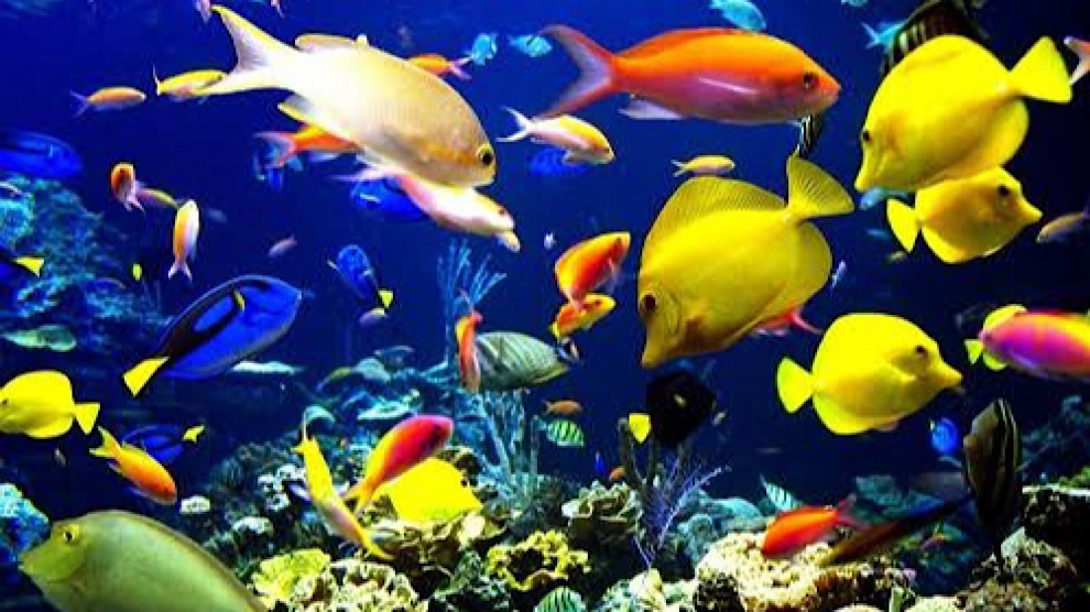 Calentamiento de océanos disminuye población de peces