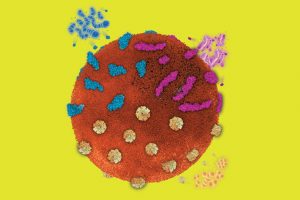 Nanoesponjas-liberan-medicamentos-y-atrapan-toxinas-UNAMGlobal
