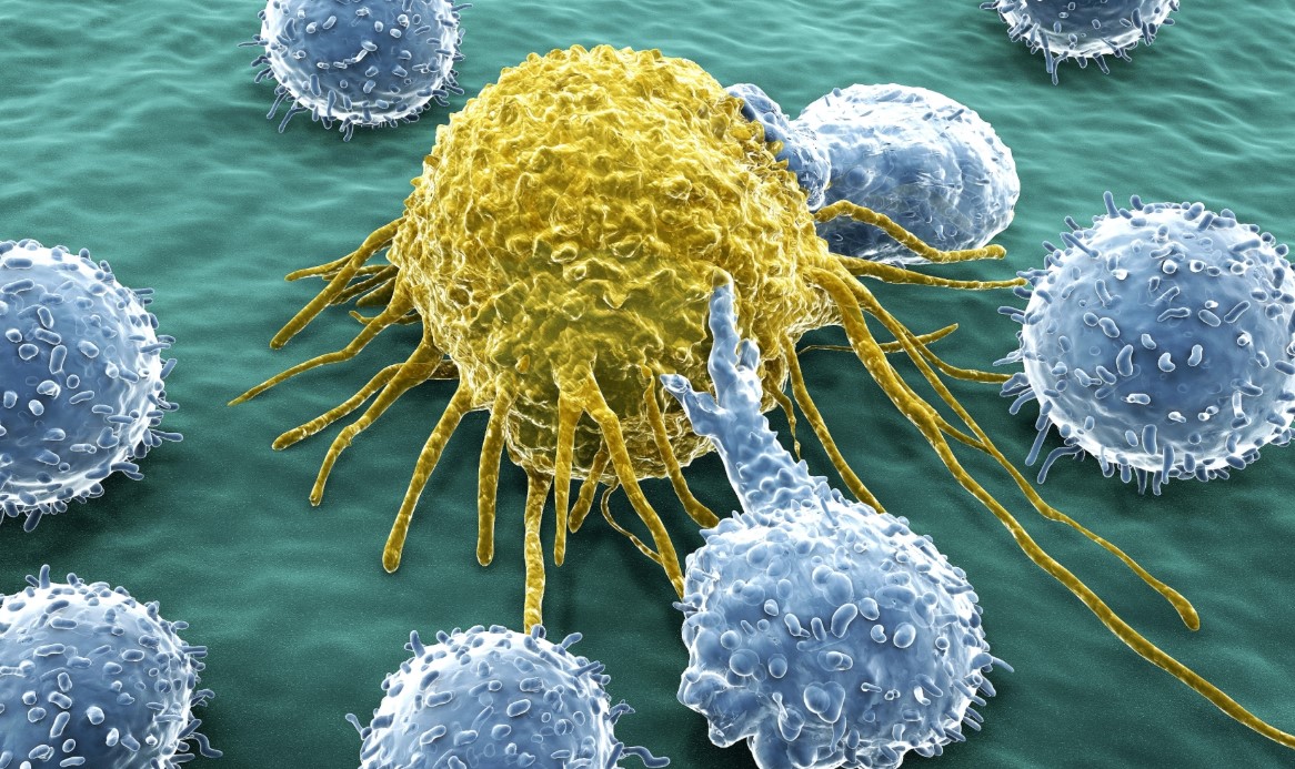 Células cancerosas “secuestran” a las de médula osea para propiciar tumores