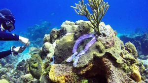 Muerte-de-corales-riesgo-de-turistas-UNAMGlobal