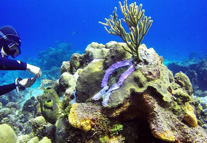 Muerte-de-corales-riesgo-de-turistas-UNAMGlobal