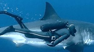 Colocan-marcas-a-tiburones-UNAMGlobal