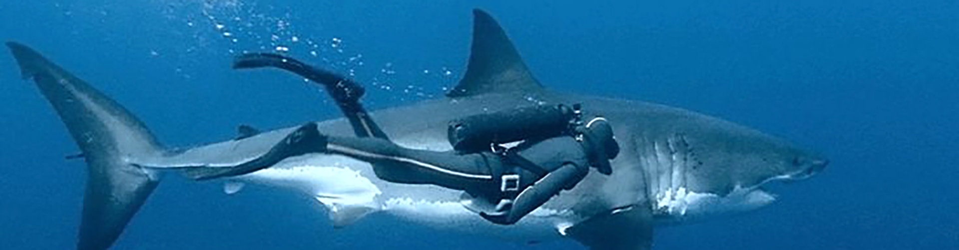Colocan marcas acústicas y satelitales a tiburones