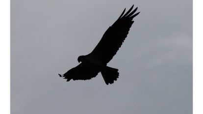 Águila-en-vuelo- (74)-UNAMGlobal