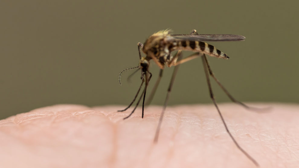 Malaria-analizan-parásitos-que-transmiten-UNAMGlobalR