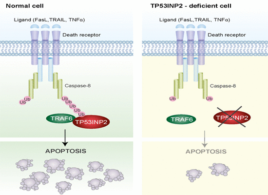 apoptosis-muerte-células-cancerígenas-tratamientos-personalizados-UNAMGlobal