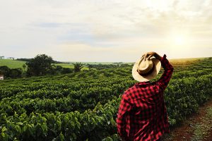 Farmer-working-on-coffee-field-at-sunset-outdoor-UNAMGlobal