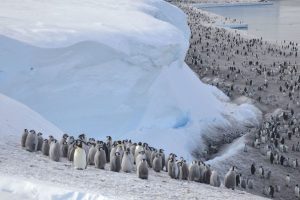 penguins_main-UNAMGlobal