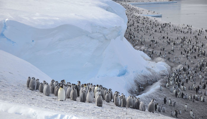 Falla “sin precedentes” en la reproducción de los pingüinos emperador