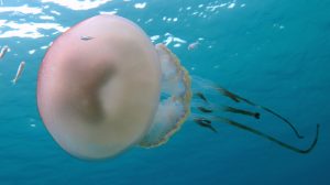 Rhizostoma-luteum-medusa-gigante-UNAMGlobal