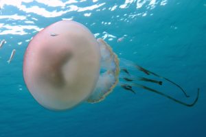 Rhizostoma-luteum-medusa-gigante-UNAMGlobal