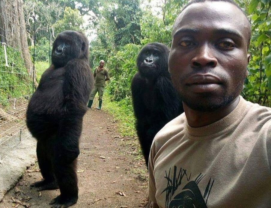 Gorilas se toman una selfie con sus rescatadores