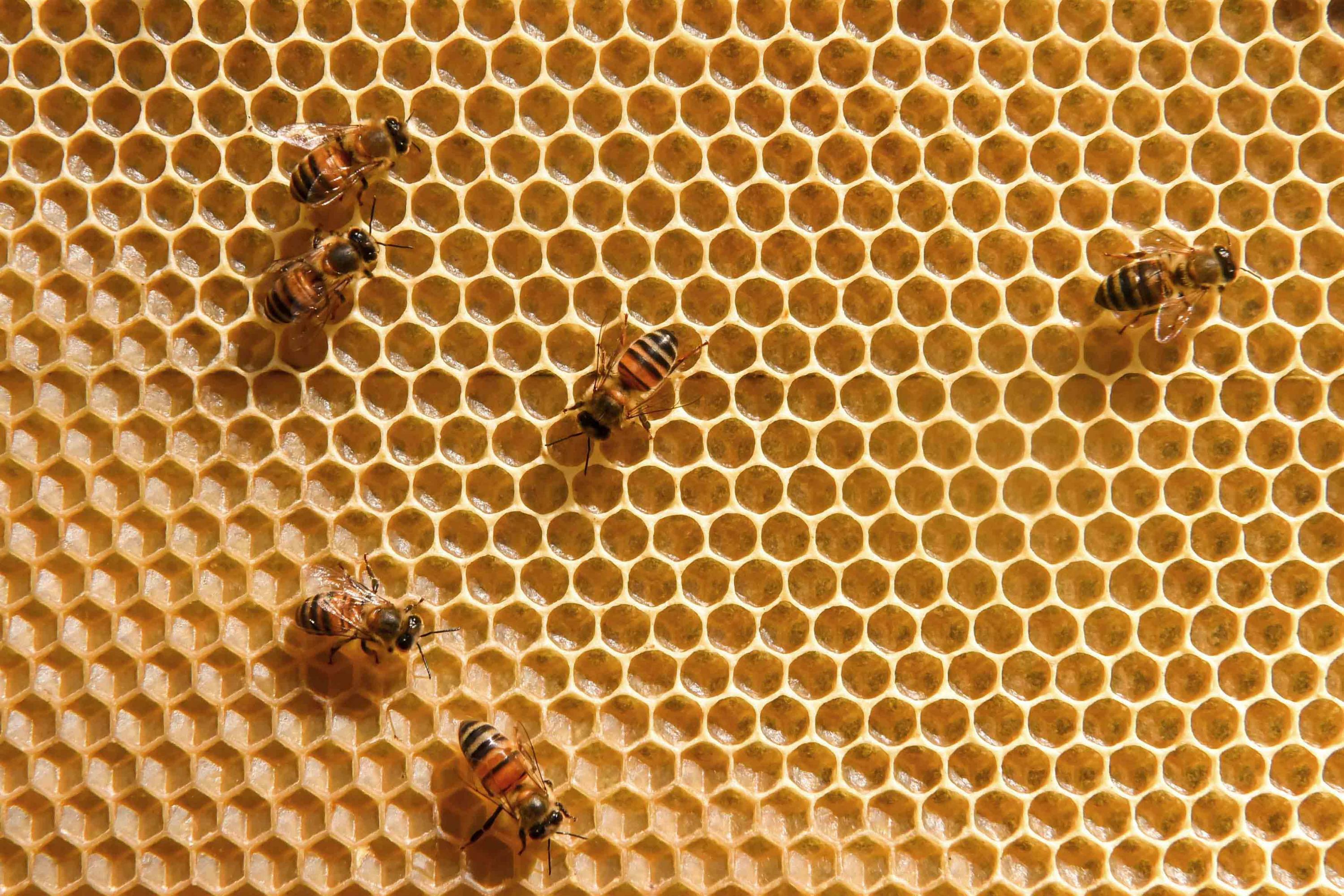 Veneno de abeja tiene efectos positivos contra el mal de Parkinson