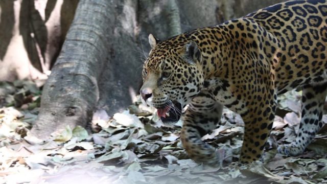 jaguar2-felino-grande-América-peligro-extinción-UNAMGlobal