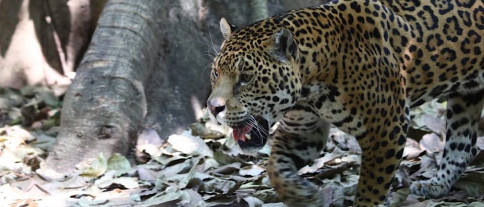 jaguar4-felino-grande-América-peligro-extinción-UNAMGlobal