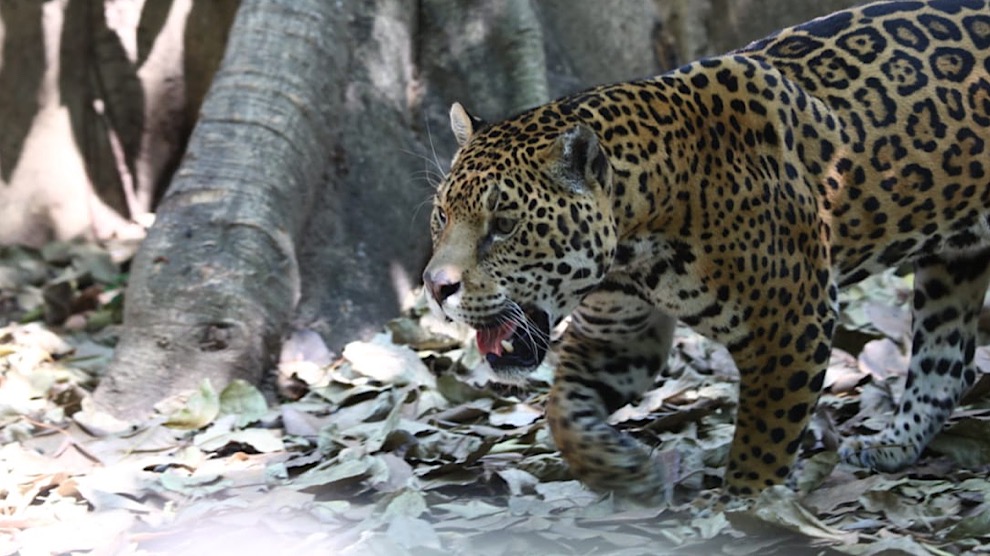México es pionero en estudios del jaguar