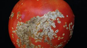 44-bacterial-canker-white-spots-tomato-UNAMGlobal
