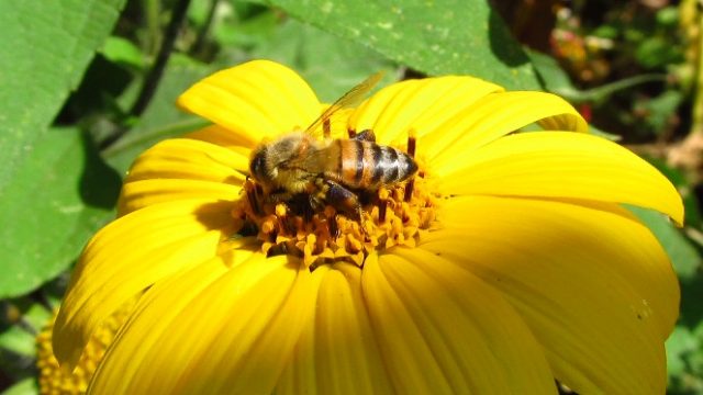 abejas3-reducido-dramáticamente-población-pesticidas-UNAMGlobal