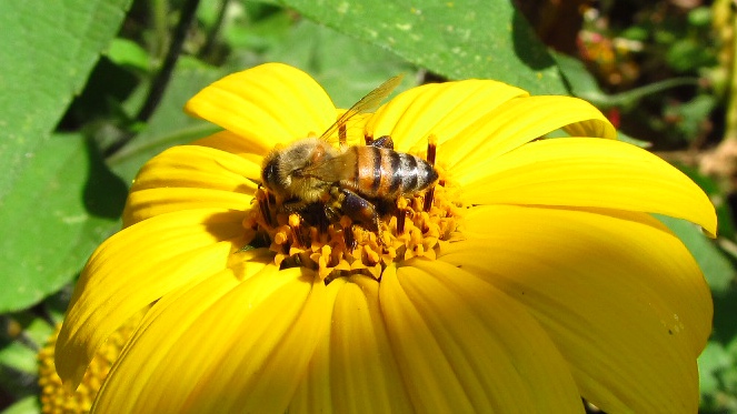 En peligro la abeja maya