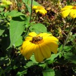 especies5-abejas-peligro-crear-ambientes-amigables-UNAMGlobal