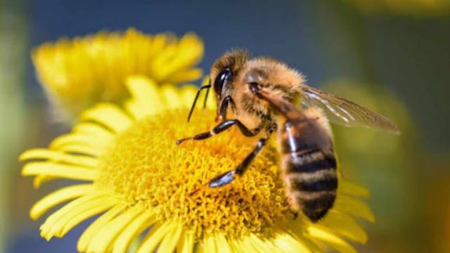 abejas-peligro-extinción-México-agricultura-intensiva-UNAMGlobal