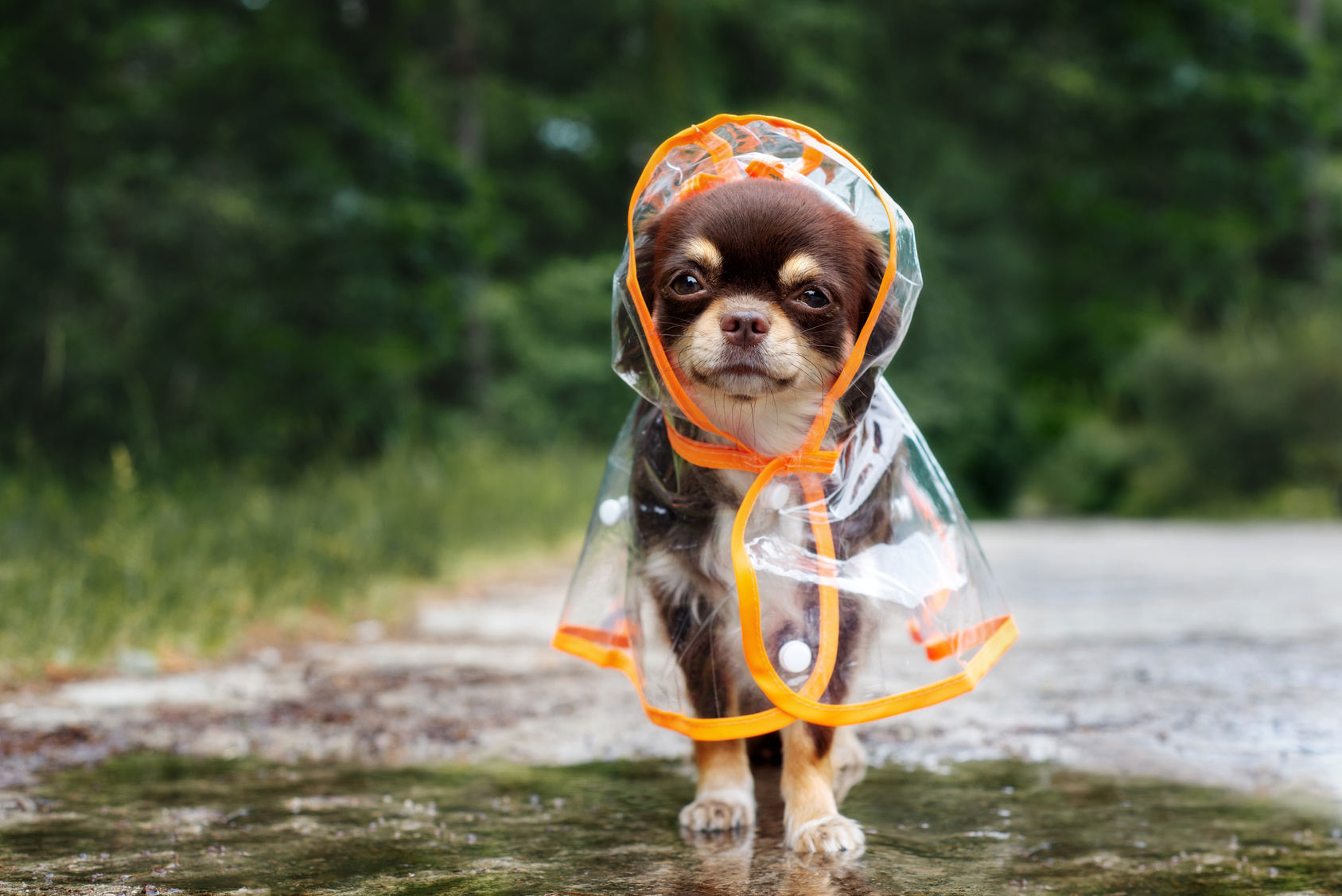 Cómo proteger a tu mascota en temporada de lluvias
