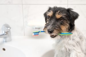 fundamental-salud-mascota-limpieza-dental-UNAMGlobal