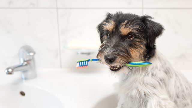 fundamental-salud-mascota-limpieza-dental-UNAMGlobal