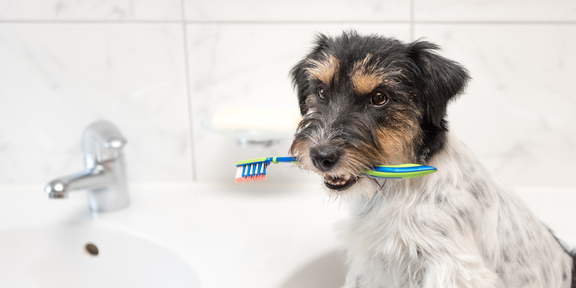 ¿Mascota sin enfermedades? Límpiale los dientes