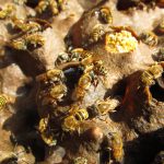 especies-abejas-peligro-crear-ambientes-amigables-UNAMGlobal