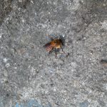 especies3-abejas-peligro-crear-ambientes-amigables-UNAMGlobal