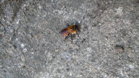 especies4-abejas-peligro-crear-ambientes-amigables-UNAMGlobal