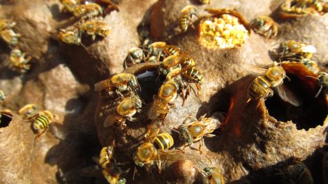 especies2-abejas-peligro-crear-ambientes-amigables-UNAMGlobal