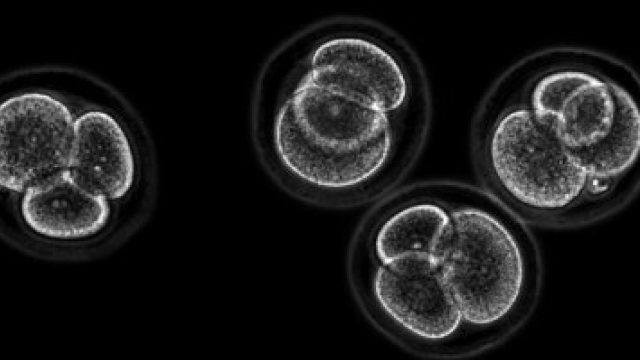 transformar-células-piel-células-madre-UNAMGlobal