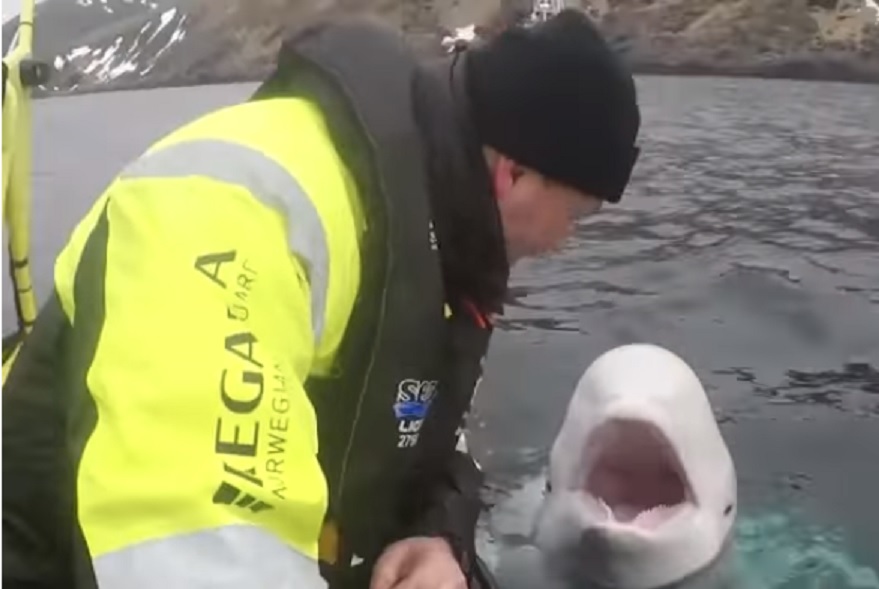Pescadores noruegos encuentran ballena portadora de un arnés militar ruso