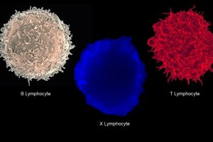 Linfocito-X-célula-inmune-diabetes-uno-UNAMGlobal