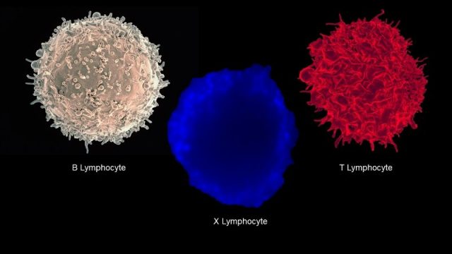 Linfocito-X-célula-inmune-diabetes-uno-UNAMGlobal