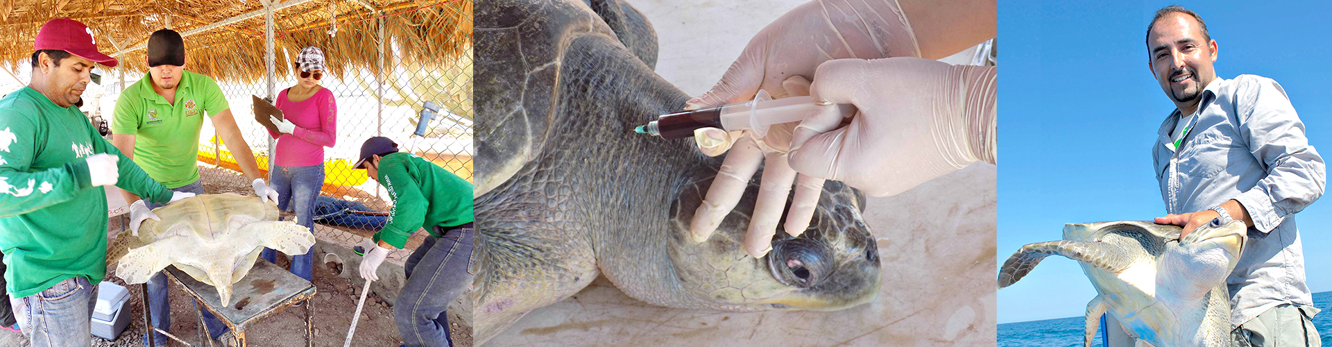 IPN estudia herpesvirus y tumoraciones en tortugas marinas