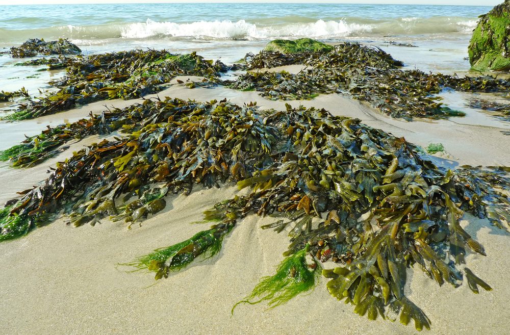Nueva forma sostenible de crear plásticos a partir de algas