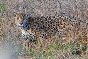 Apadrina-un-jaguar-en-Nayarit-UNAMGlobal