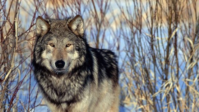 Lobos-grises-Trump-debilita-Ley-de-Especies-UNAMGlobal