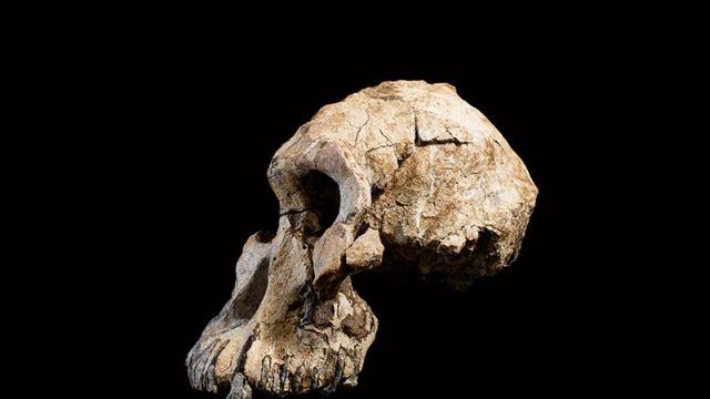 Antigüo-cráneo-antepasado-de-Lucy