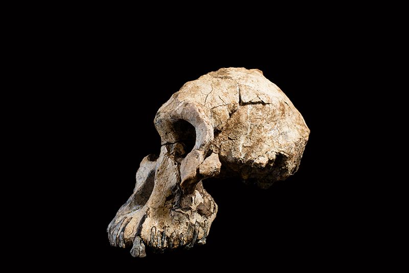 Encuentran un antiguo cráneo humano, el antepasado de Lucy