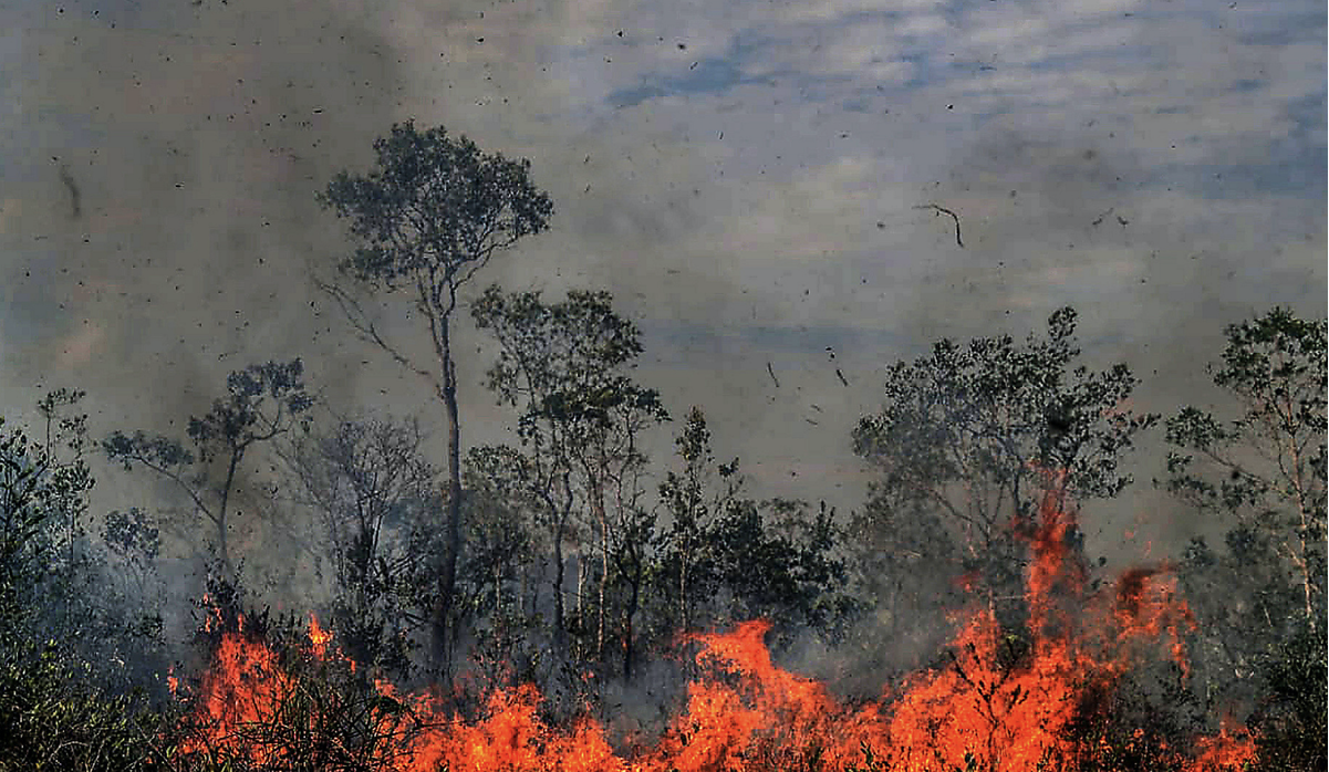 Deforestación en la Amazonia eleva la temperatura en Brasil