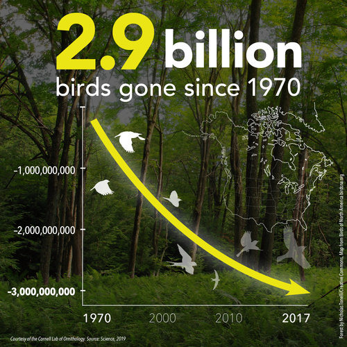 Crisis ambiental, 3 mil millones de aves han desaparecido