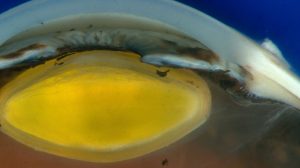 cornea-células-madre-reprogramadas-UNAMGlobal