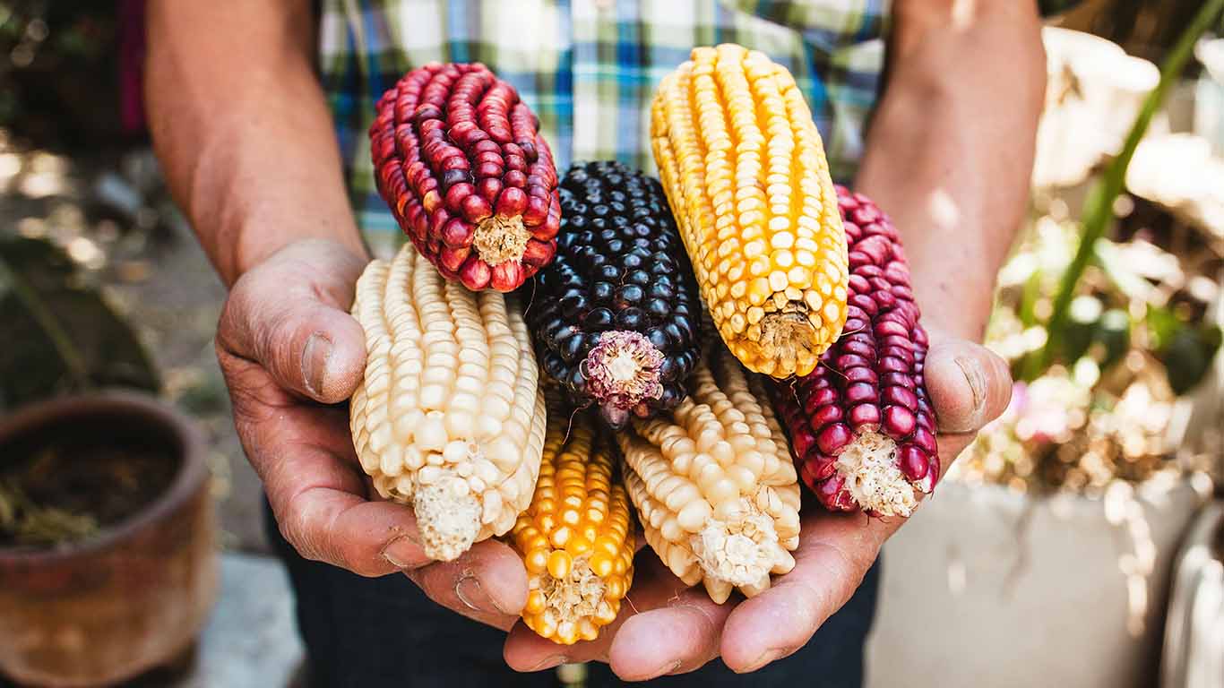 “El maíz es tan cercano a nuestro corazón”