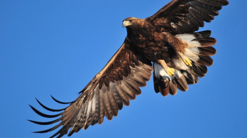 águila-real-peligro-extinción-UNAMGlobal